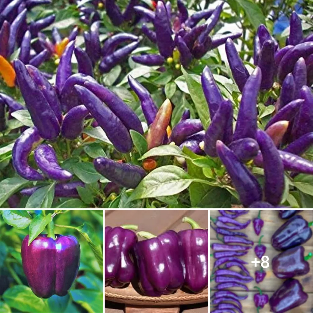 “Indulging in the Melodic Medley of Lavender and Purple Chili Pepper’s Delectable Harmony”